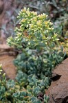 Sedum oregonense