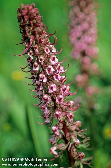 Pedicularis groenlandica