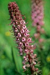 Pedicularis groenlandica