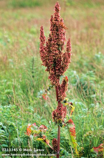 Rumex aquaticus var. fenestratus (R. occidentalis)