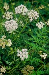 Pacific Water Parsley