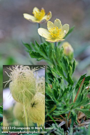 Pulsatilla occidentalis (Anemone occidentalis)