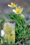 Western Anemone blossoms & foliage