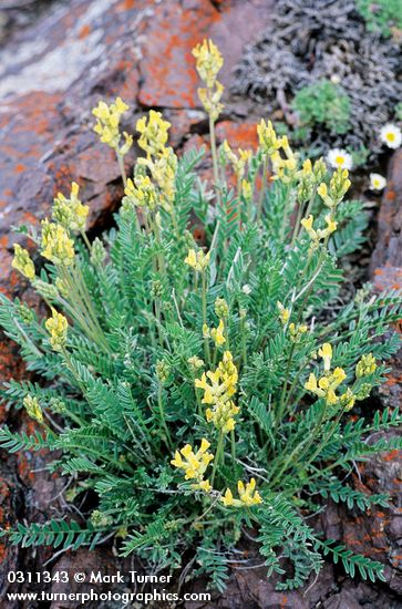 Oxytropis monticola