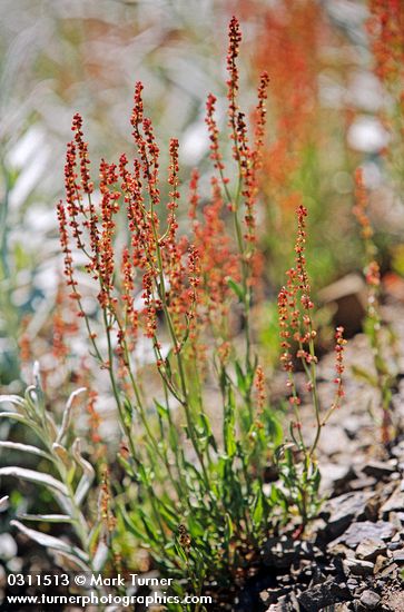 Rumex acetosella