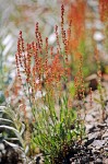 Rumex acetosella