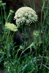 Daucus carota