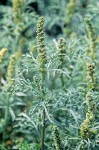 Silver Burweed