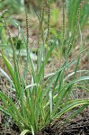 Plantago maritima var. juncoides