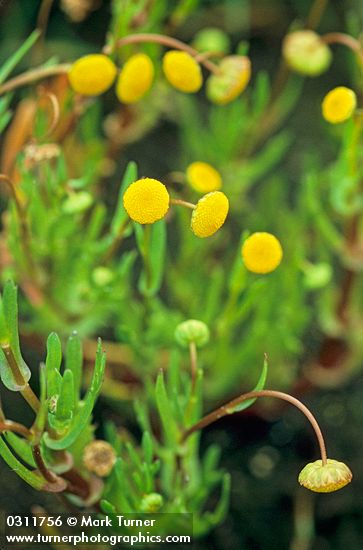 Cotula coronopifolia, Brass Buttons