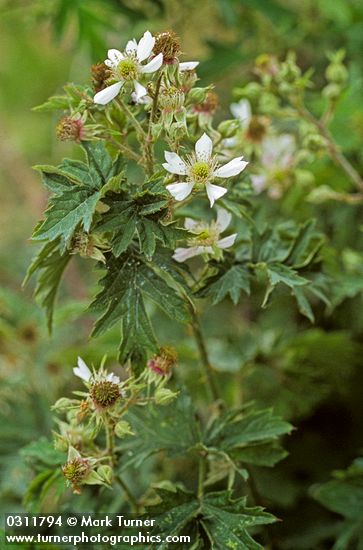 Rubus laciniatus