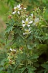 Evergreen Blackberry blossoms & foliage