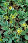 Creeping Sibbaldia blossoms & foliage