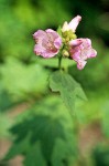 Bush Mallow blossoms & foliage detail