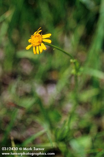 Senecio sphaerocephalus