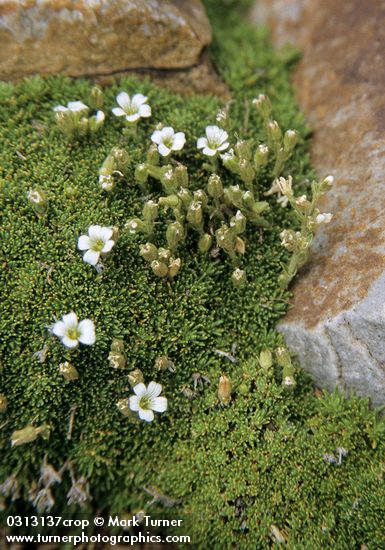 Minuartia obtusiloba (Arenaria obtusiloba)