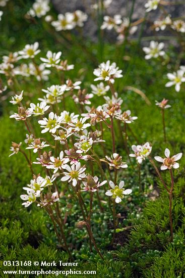 Saxifraga tolmiei