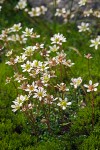 Tolmie's Saxifrage