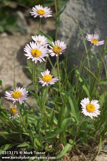 Erigeron peregrinus