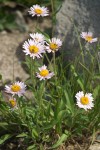 Subalpine Daisies