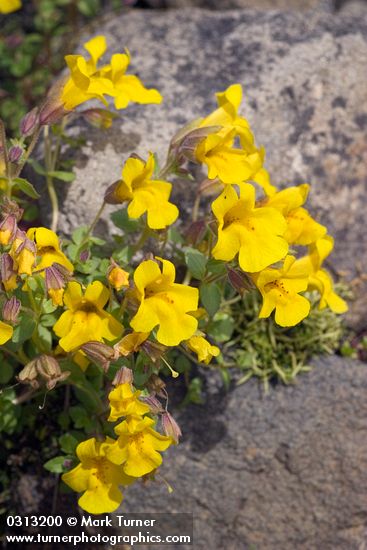 Mimulus tilingii