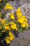 Mimulus tilingii