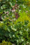 Lyall's Saxifrage