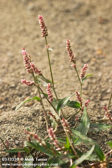 Polygonum persicaria