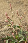 Polygonum persicaria