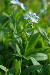 Myosotis scorpioides