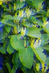 Japanese Knotweed blossoms & foliage