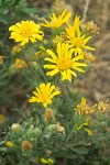 Hairy Goldaster blossoms & foliage