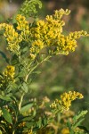 Late Goldenrod blossoms & foliage