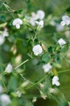 Spanish Clover blossoms & foliage