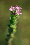 Stiff Spike-primrose blossoms