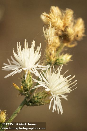 Centaurea diffusa