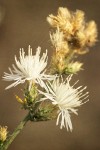 Diffuse Knapweed blossoms