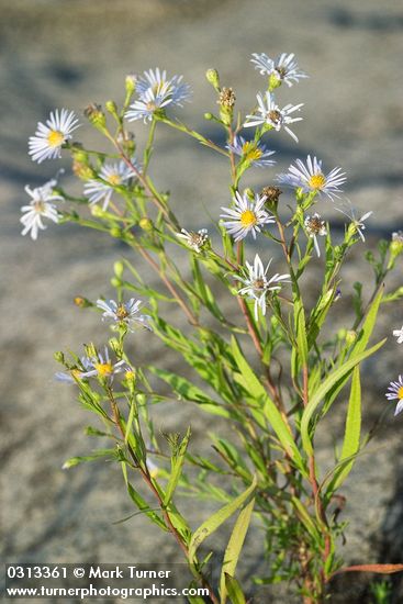 Symphyotrichum subspicatum var. subspicatum (Aster subspicatus)