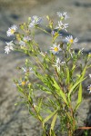 Aster subspicatus