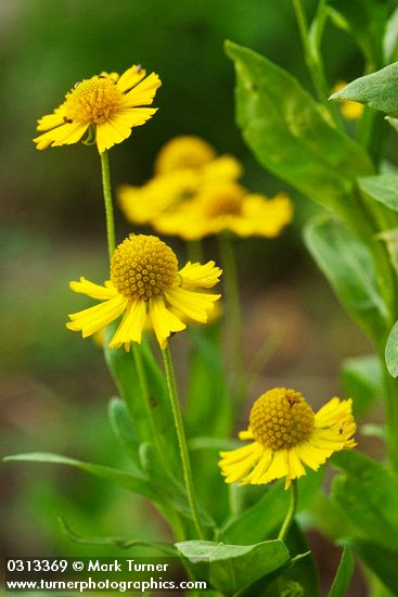 Helenium autumnale | Large-flowered Sneezeweed | Wildflowers of the ...
