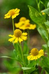 Western Sneezeweed blossoms