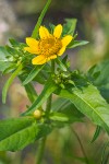 Bur Marigold blossom & foliage detail