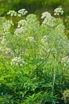 Western Water-hemlock