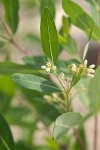 Hemp Dogbane blossoms & foliage detail