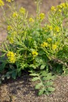 Western Yellow Cress