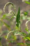 Polygonum lapathifolium