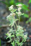 Marsh Cudweed