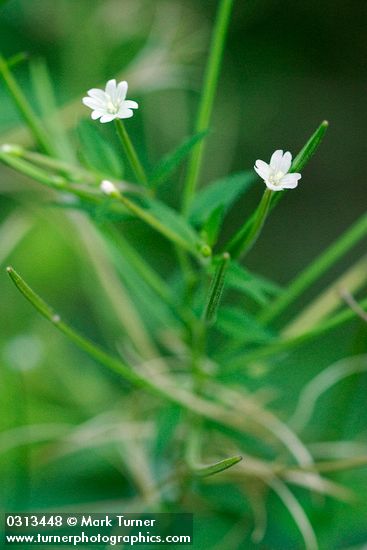 Epilobium ciliatum ssp. watsonii