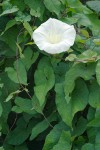 Calystegia sepium