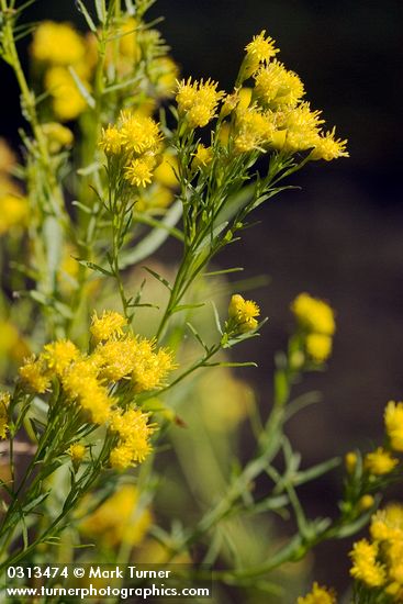 Euthamia occidentalis | Western Goldenrod | Wildflowers of the Pacific ...